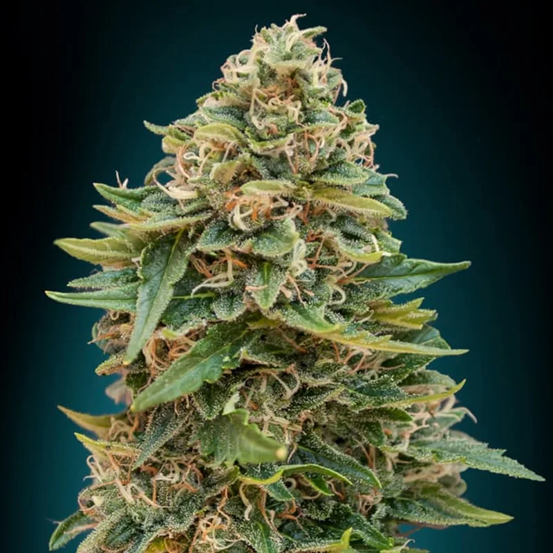 saltonverde2860156