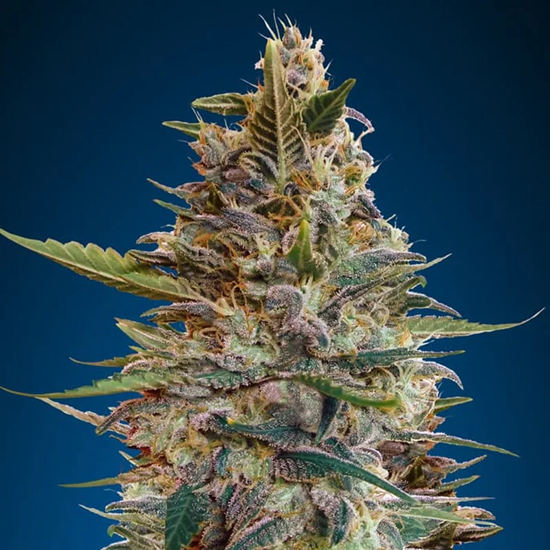 saltonverde2860425