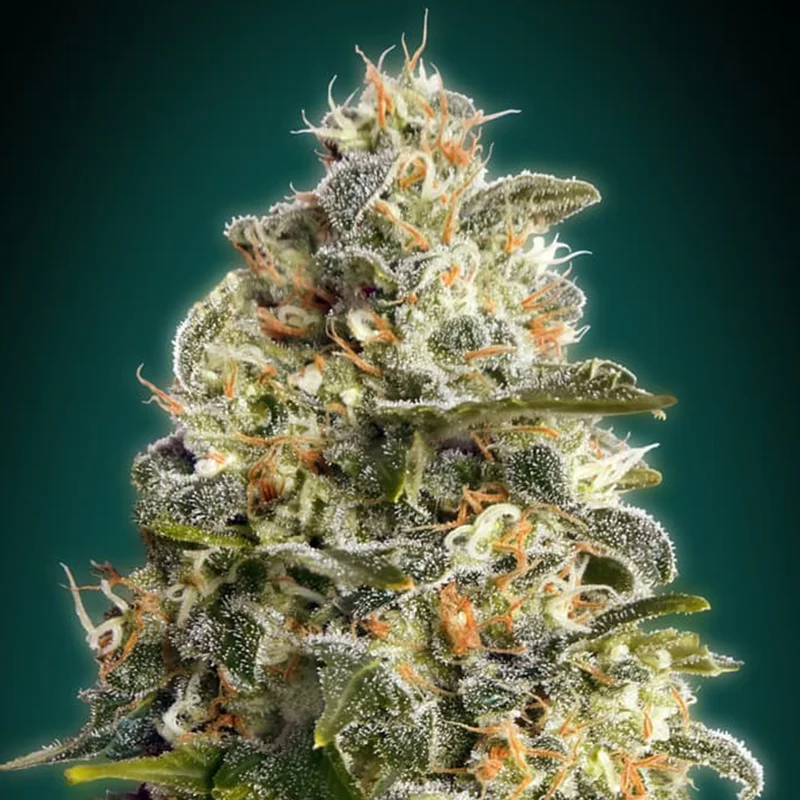saltonverde2860530
