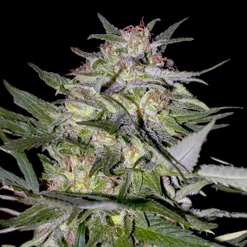 saltonverde2860559