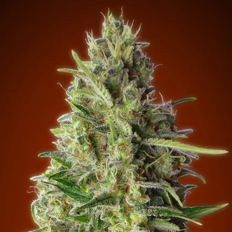 saltonverde2860585