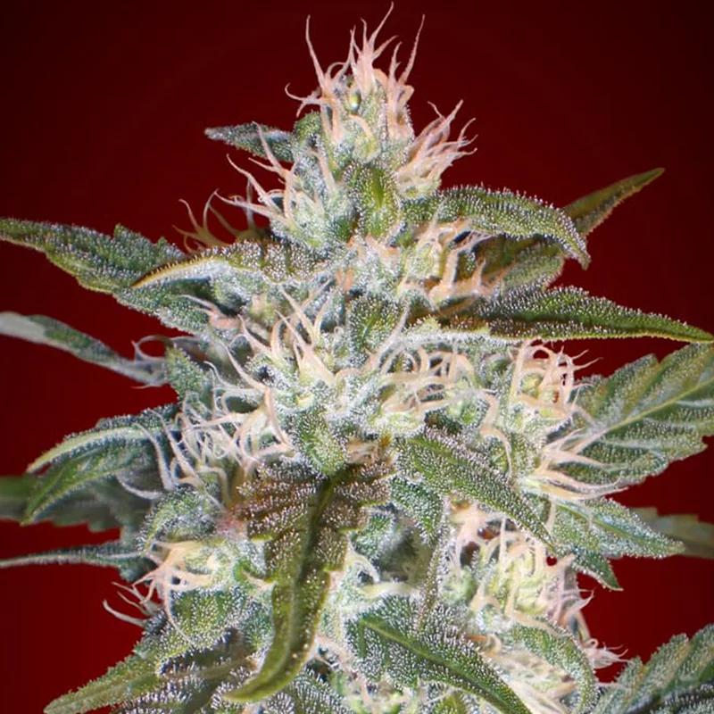 saltonverde2860610