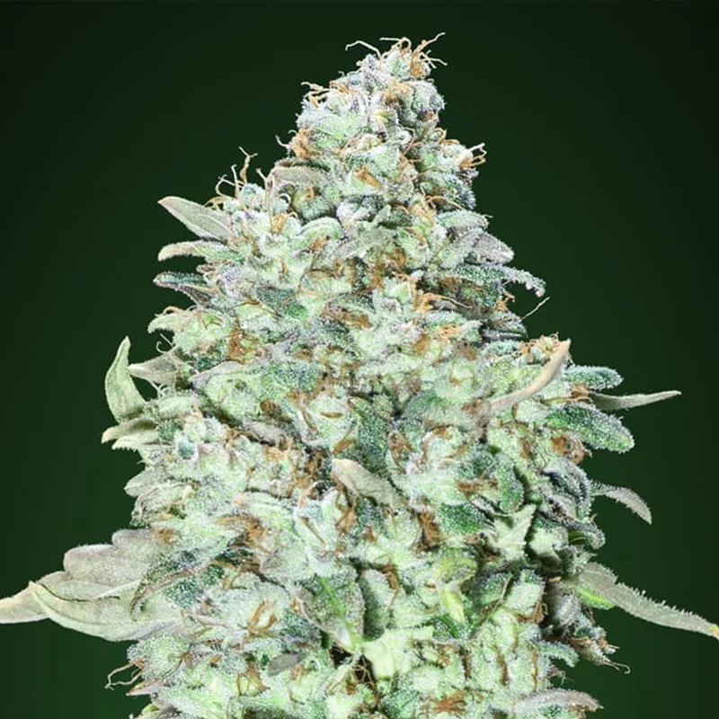 saltonverde2860636