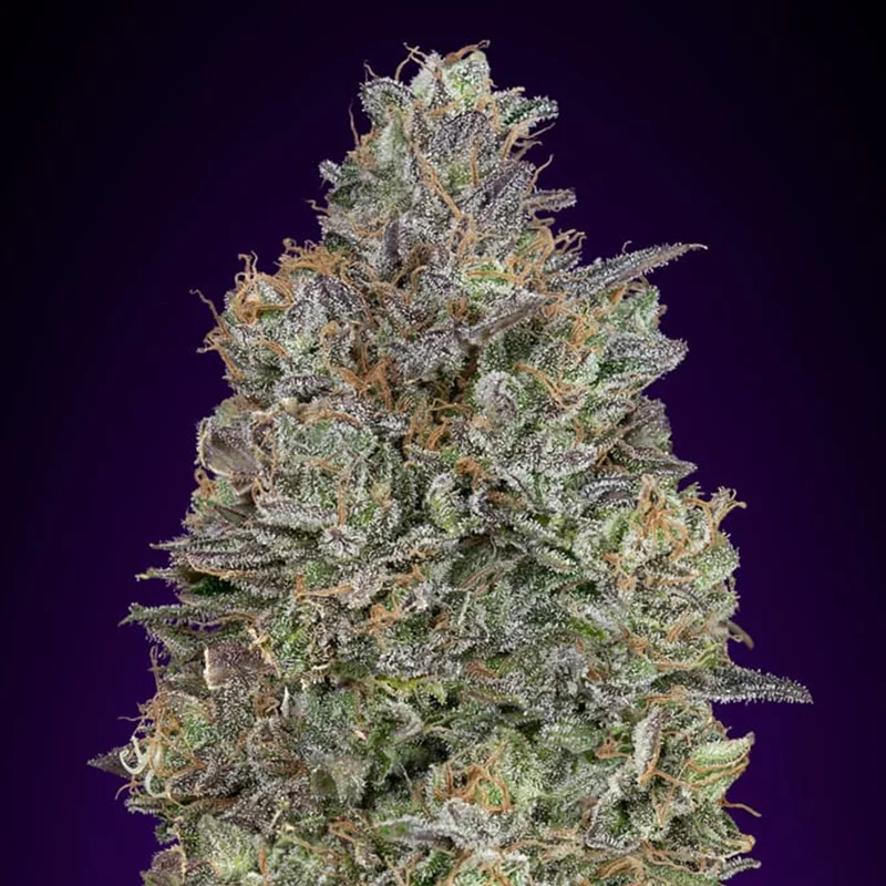 saltonverde2860752