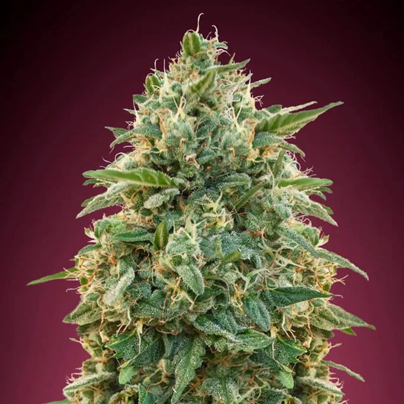 saltonverde2860790
