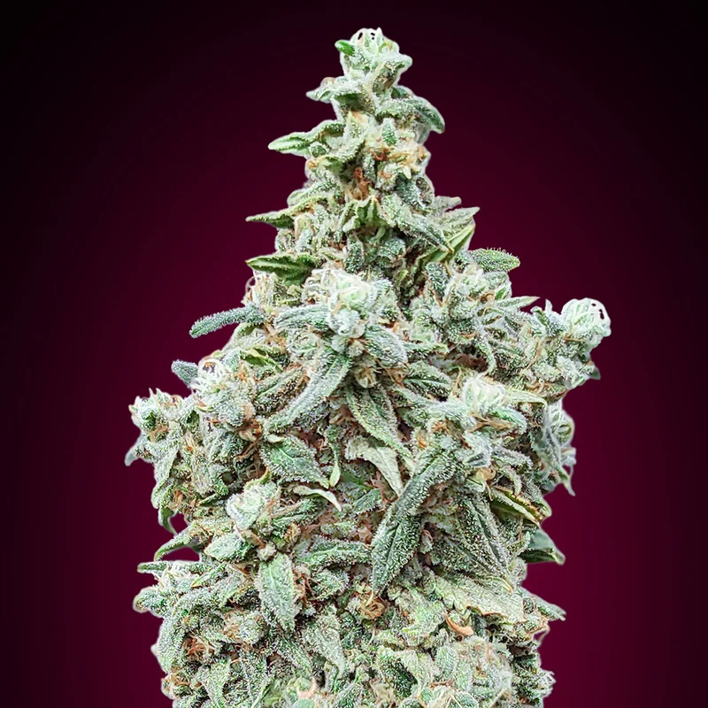 saltonverde2860821