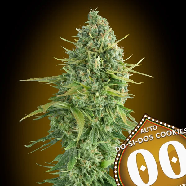 saltonverde2861282