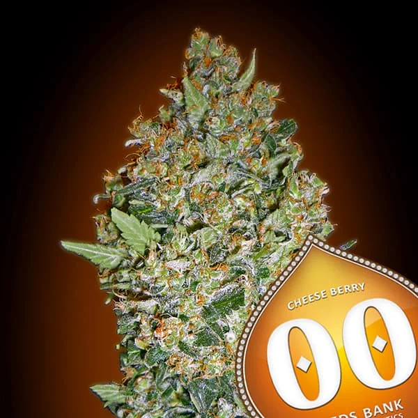saltonverde2861661