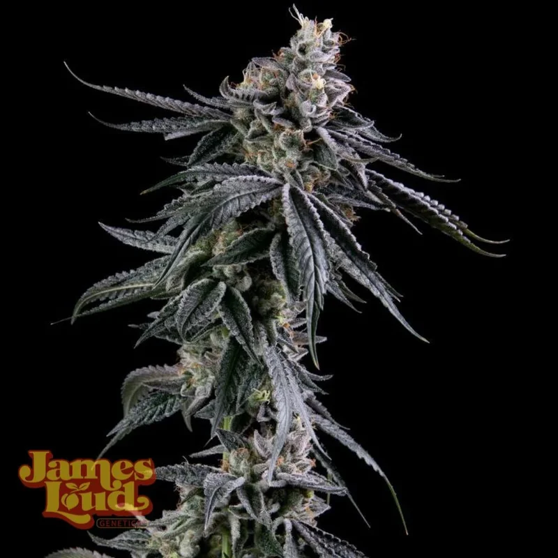 saltonverde2864615