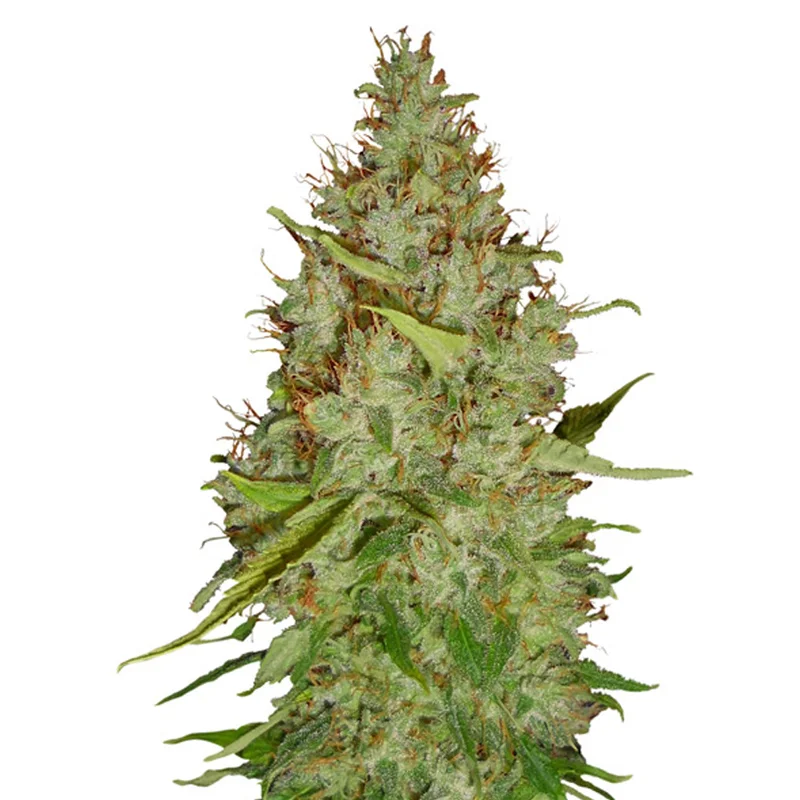 saltonverde2865775