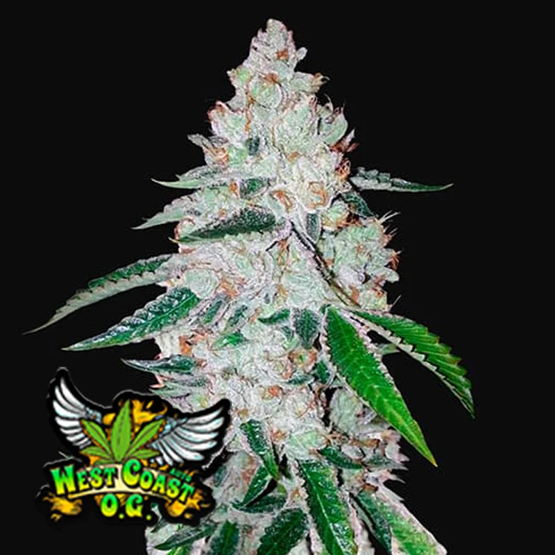 saltonverde2866066