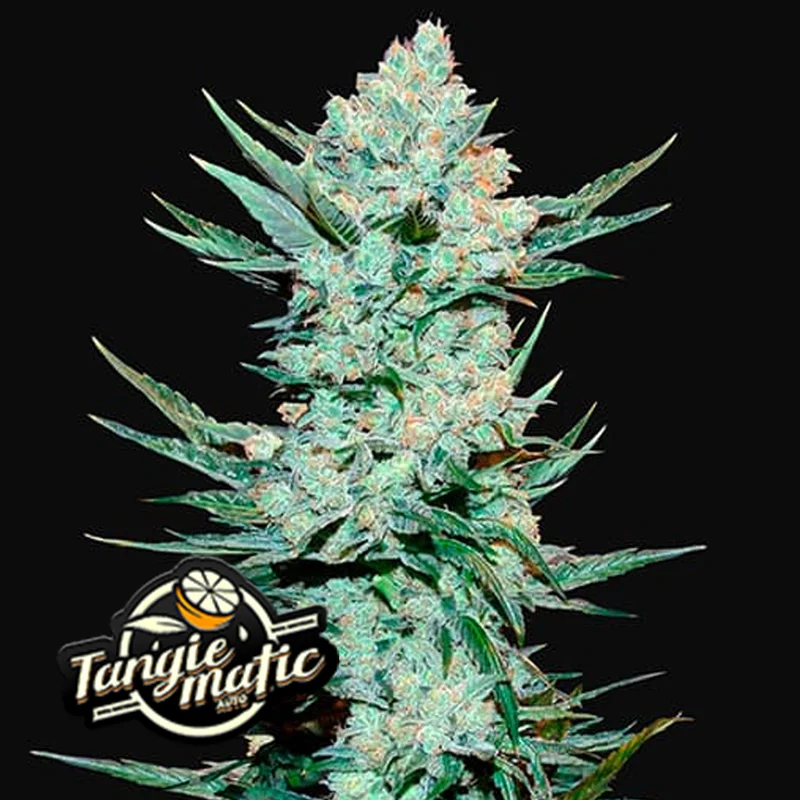saltonverde2866166