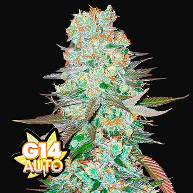 saltonverde2866405