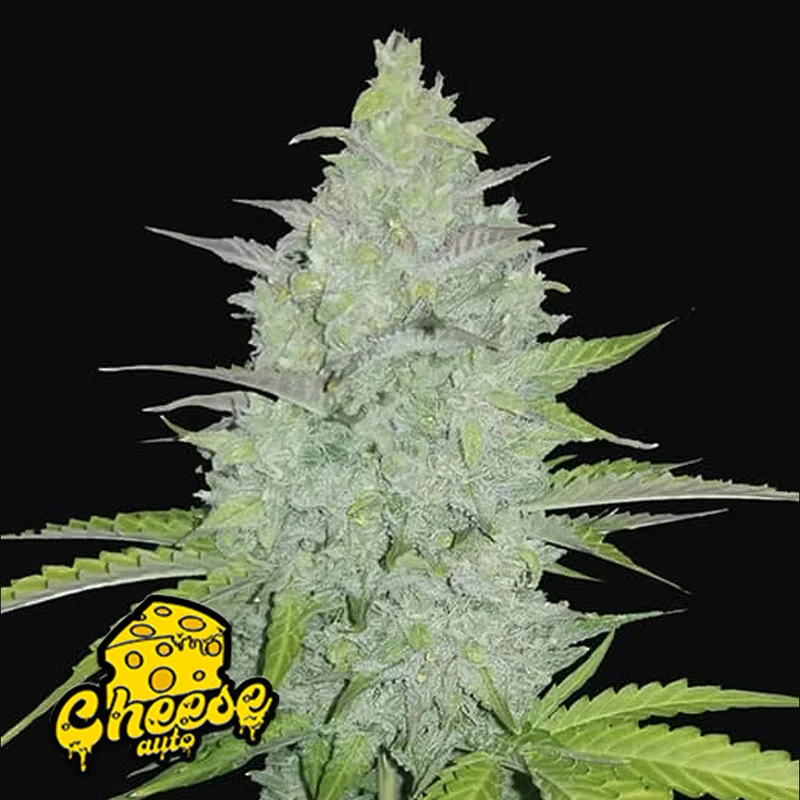 saltonverde2866557