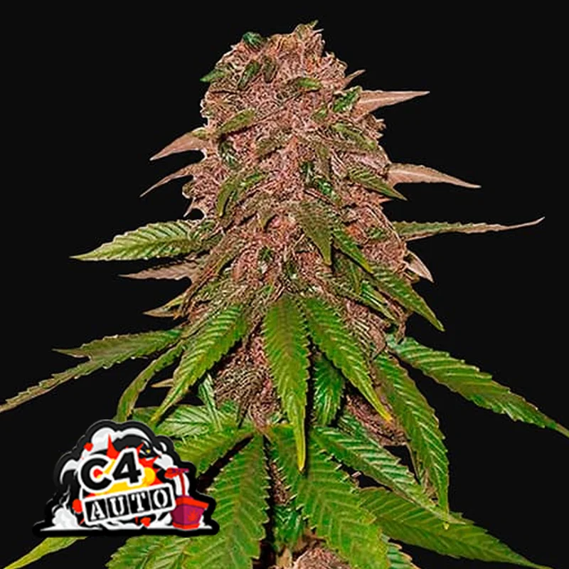 saltonverde2866594