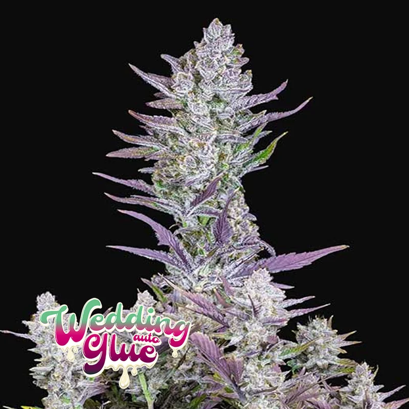 saltonverde2866718
