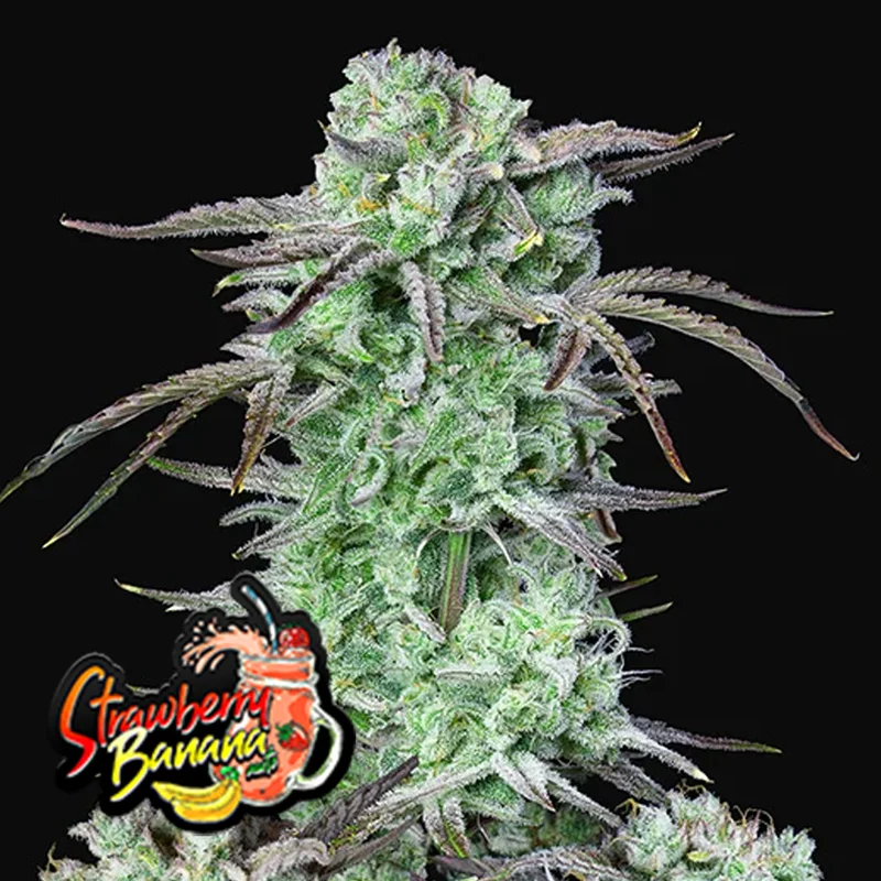 saltonverde2866775