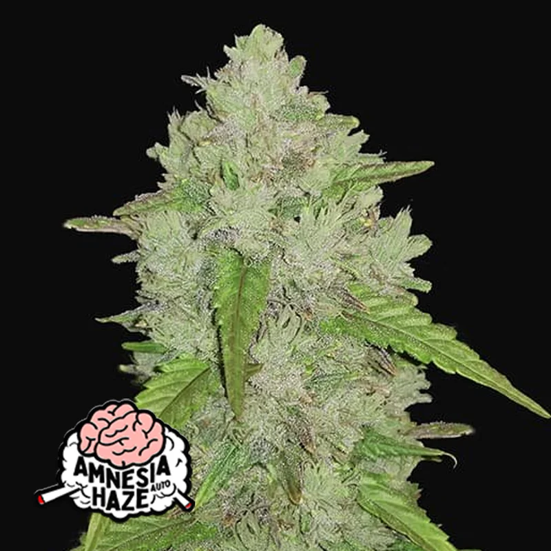 saltonverde2866799