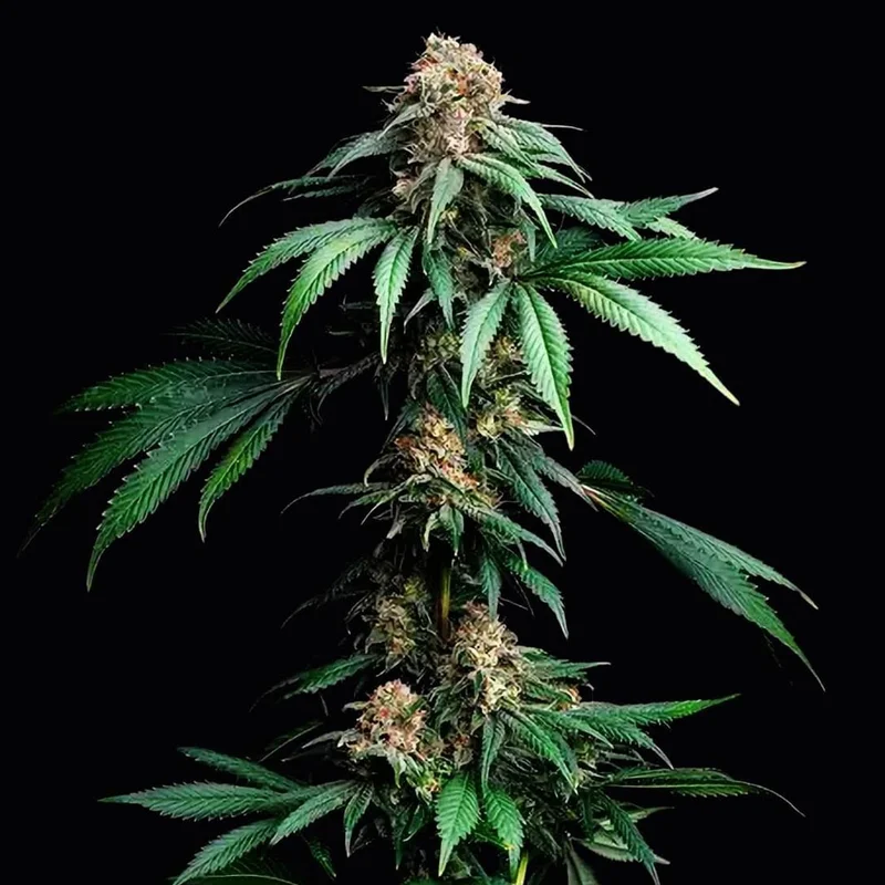saltonverde2867196