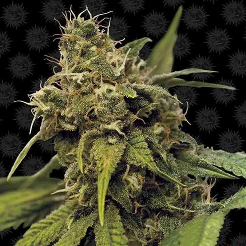 saltonverde2867340