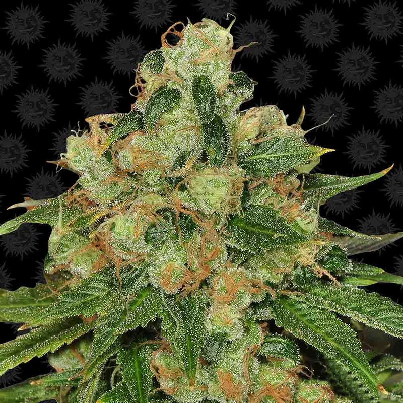 saltonverde2867428
