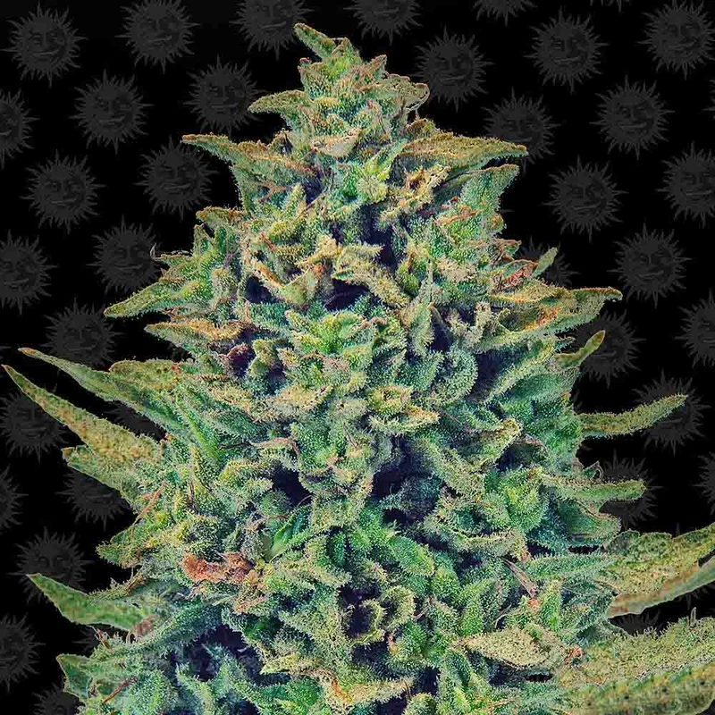saltonverde2867786