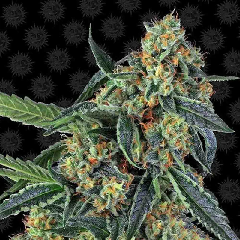 saltonverde2868032