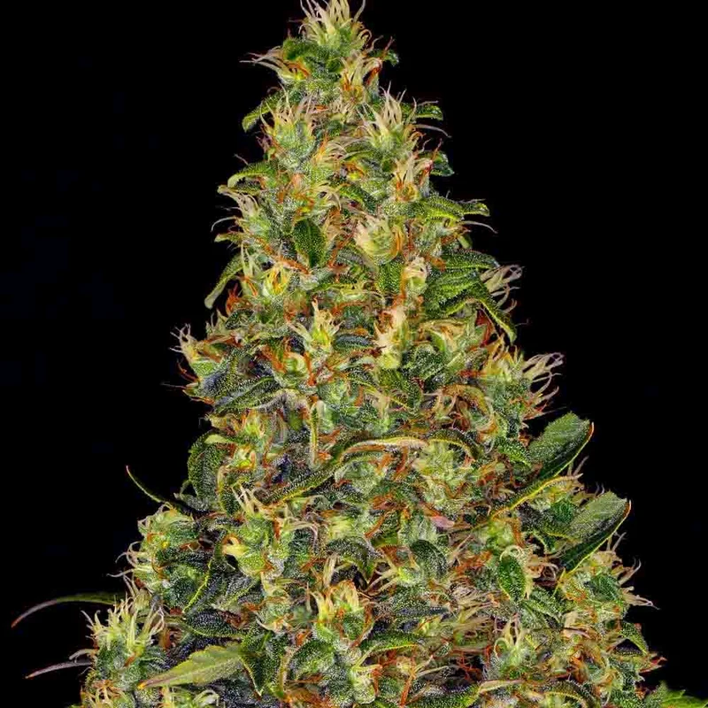 saltonverde2868360