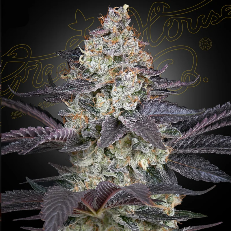 saltonverde2868429