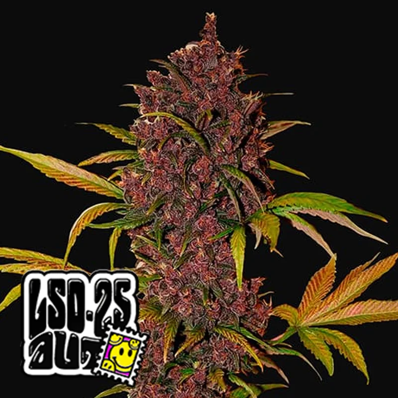 saltonverde2868825
