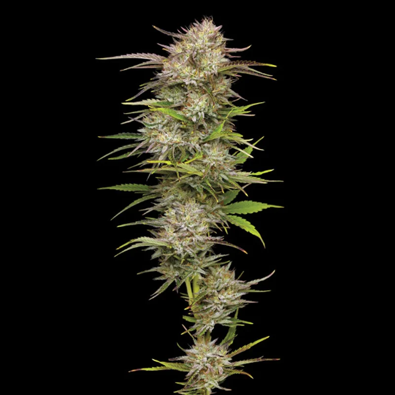 saltonverde2868841