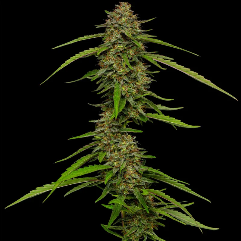 saltonverde2869135