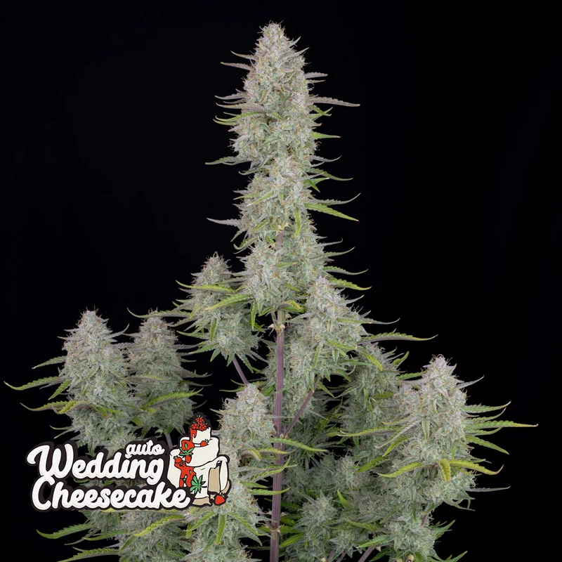 saltonverde2871186