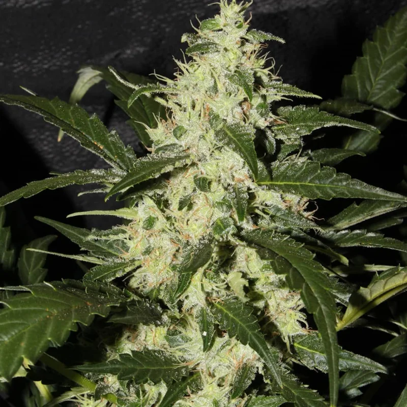 saltonverde2871503