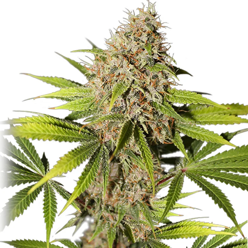 saltonverde2871519