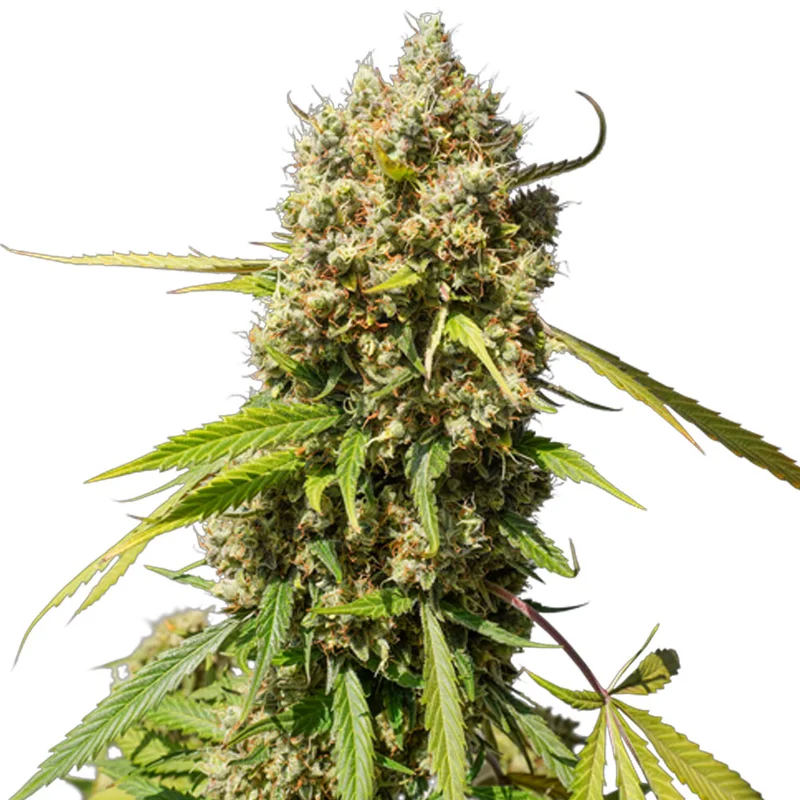 saltonverde2871729