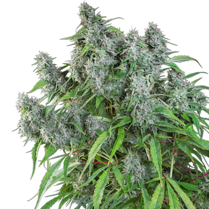 saltonverde2871791