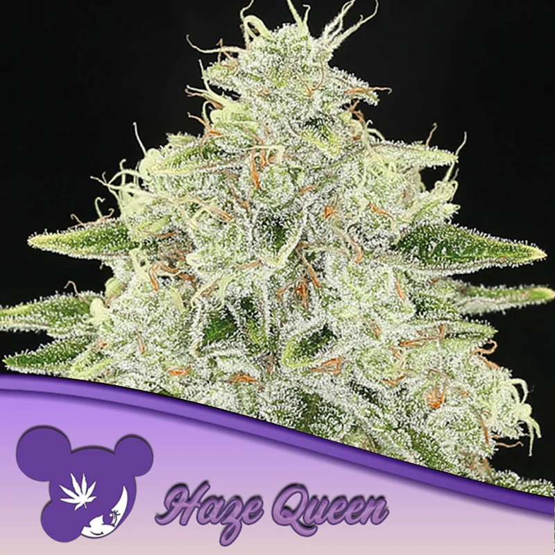 saltonverde2872845