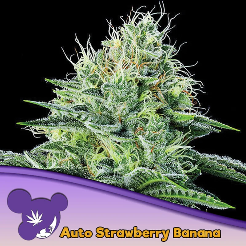 saltonverde2873269