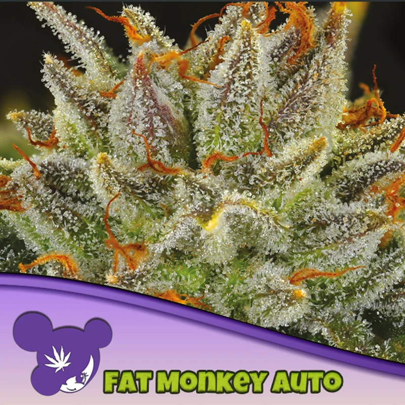 saltonverde2873535