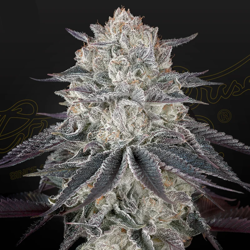 saltonverde2874079