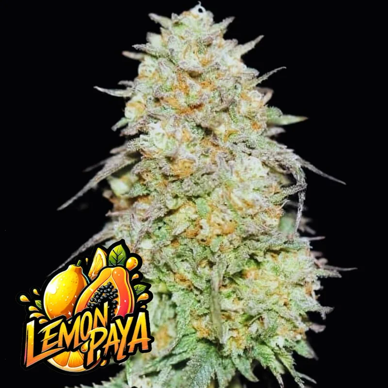 saltonverde2874824