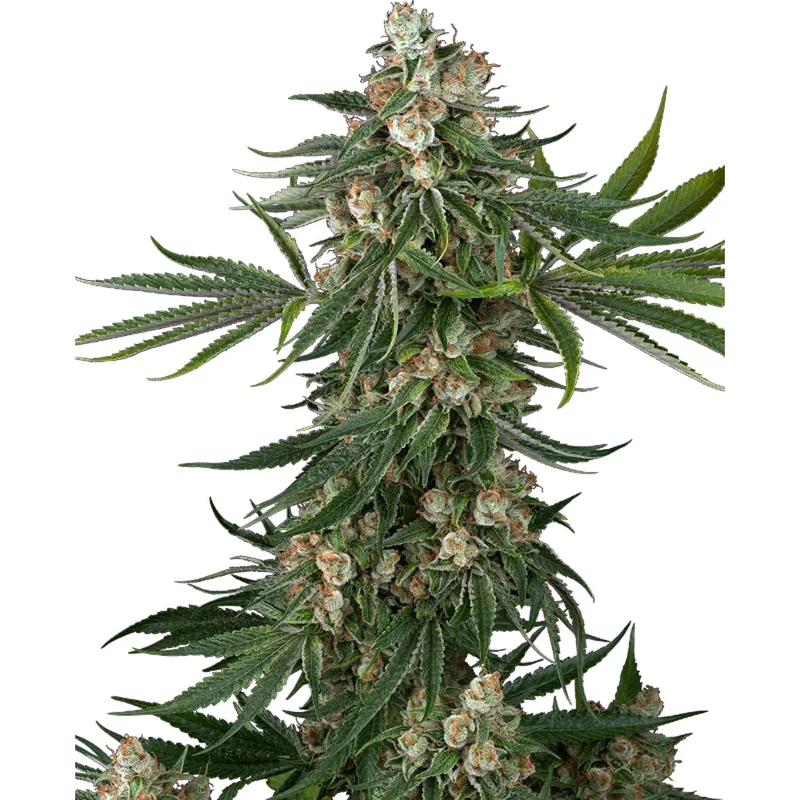 saltonverde2875620