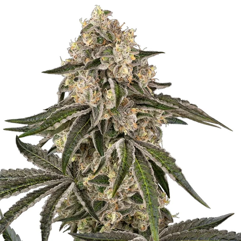 saltonverde2875746
