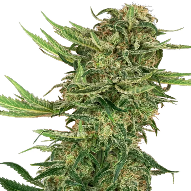 saltonverde2875930