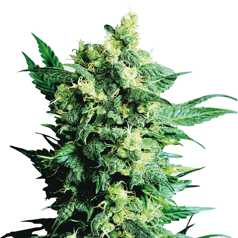 saltonverde2876012