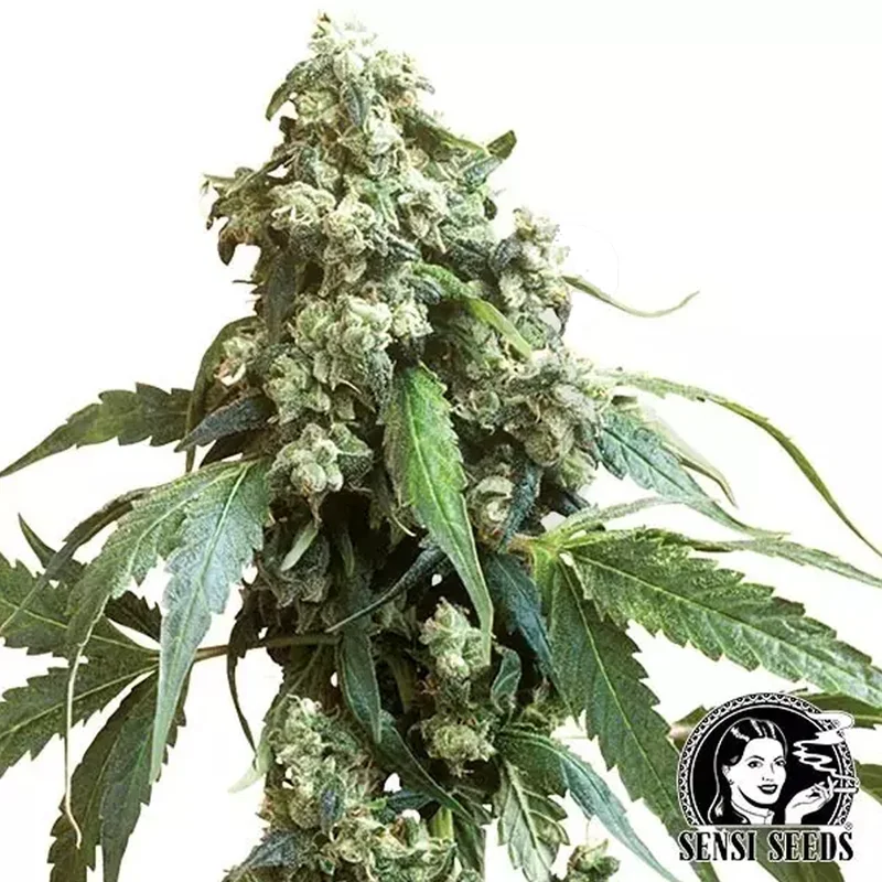 saltonverde2876201
