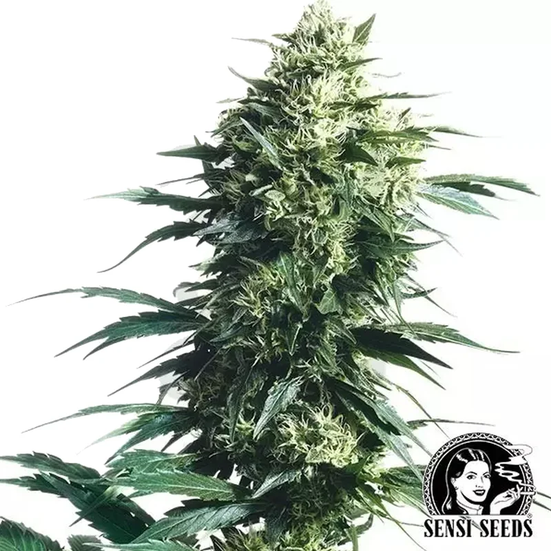 saltonverde2876313