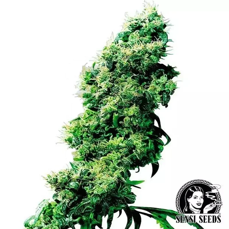 saltonverde2876352