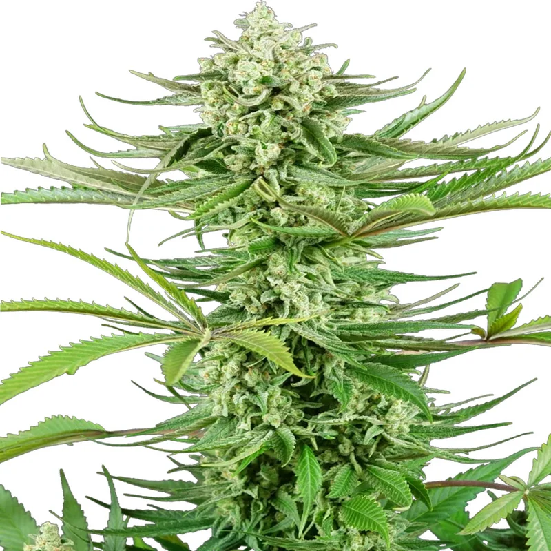 saltonverde2876551
